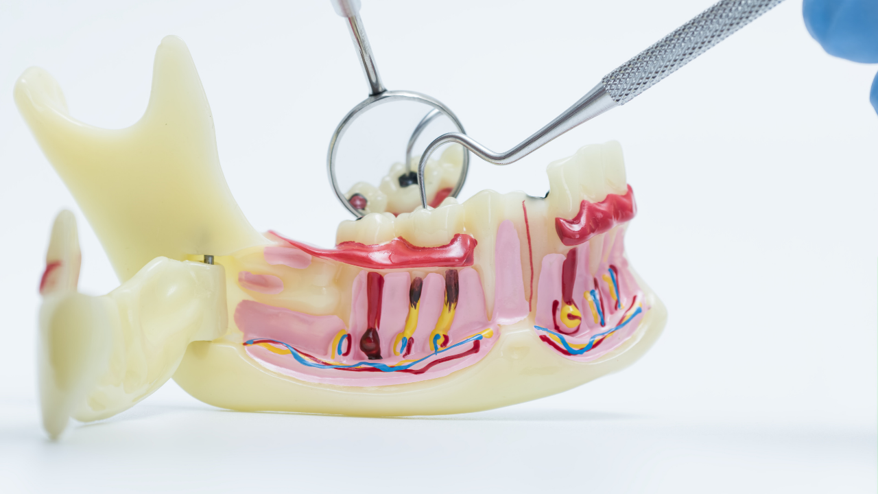 dislerin-sinir-yapisi